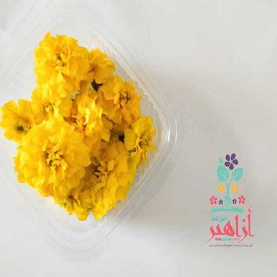 زهور القطيفة الصفراء