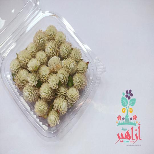 زهور بون بون - بيضاء